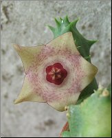 Duvalia parviflora x Huernia x 1